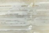 Waterline Agate Limb Cast Slice - Tom Miner Basin, Montana #248707-1